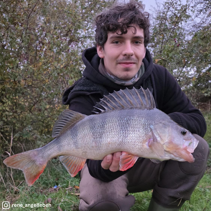 Barschangeln im Winter – die besten Köder & Tipps für kaltes Wasser